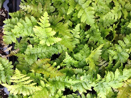 Autumn Fern