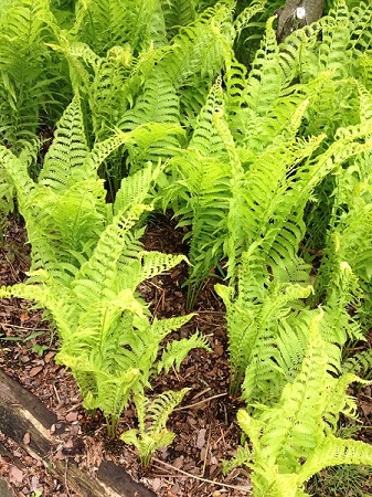 Ostrich Fern