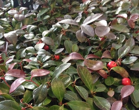 Gaultheria