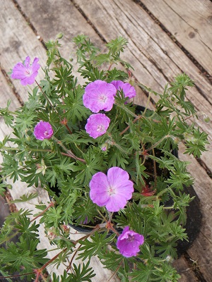 Geranium
                      Cranesbill