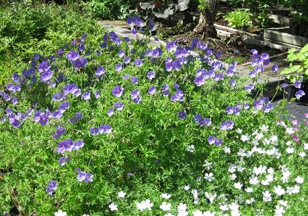 Geranium Cranesbill