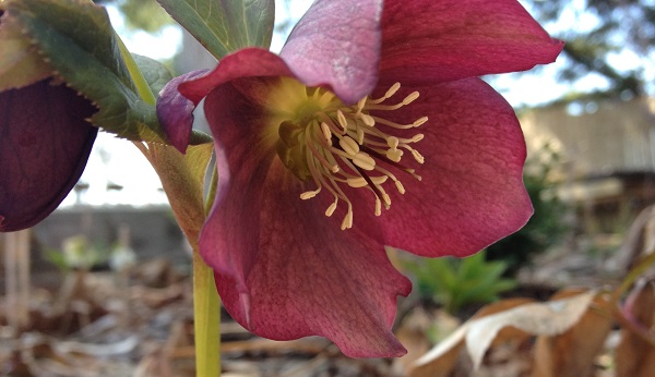 Hellebores