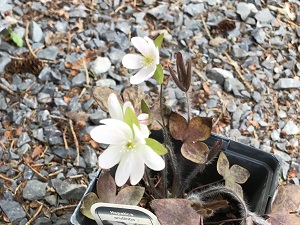 Hepatica