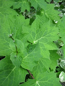 Kirengeshoma