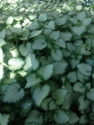 Lamium