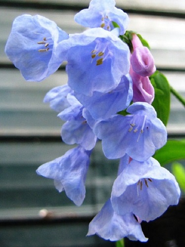 Mertensia