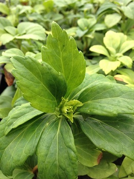 Pachysandra