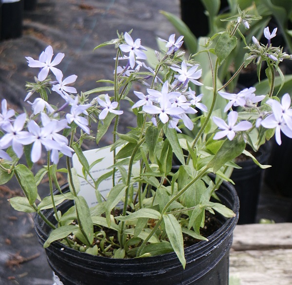 Phlox divaricata