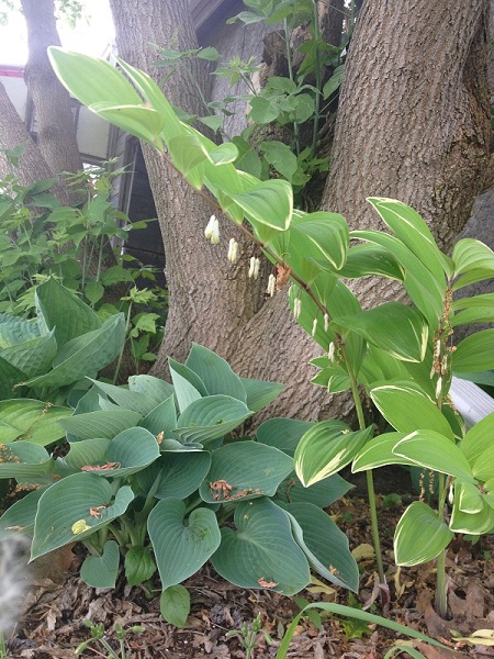 Polygonatum