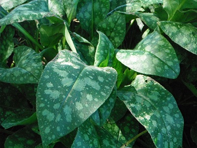 Pulmonaria