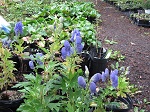 Aconitum