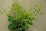 Alchemilla