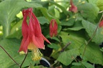 Aquilegia