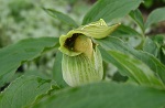 Arisaema