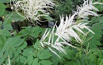 Aruncus