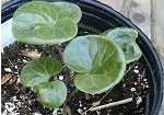 Asarum