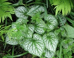 Brunnera