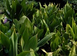 Convallaria