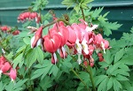 Dicentra