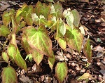 Epimedium