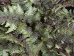 Athyrium pictum Applecourt