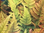 Dryopteris erythrosora Brilliance