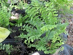 Fern Adiantum pedatum