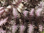 Fern Athyrium pict. 'Burgundy
                                Lace'