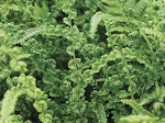 Fern Athyrium filix-femina
'Frizelliae'