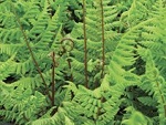 Fern Athyrium filix-femina 'Lady in
                                Red'