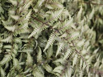 Fern Athyrium nip. 'Godzilla'