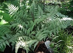 Fern Athyrium x 'Ghost'