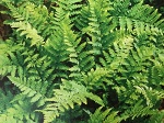 Fern Dryopteris filix-mas
                                  'Robust'