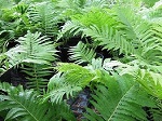 Fern Matteuccia struthiopteris