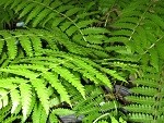 Fern Osmunda cinnamomea