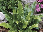 Fern Phyllitis scolopendrium