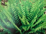 Fern Polystichum acrostichoides