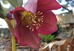 Hellebores