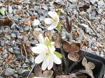 Hepatica