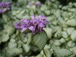 Lamium