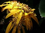 Ligularia