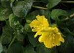 Lysimachia