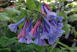 Mertensia