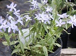 Phlox divaricata