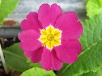 Primula