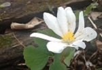 Sanguinaria