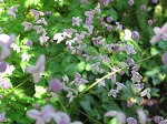 Thalictrum