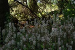 Tiarella