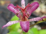 Tricyrtis