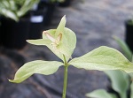 Trillium